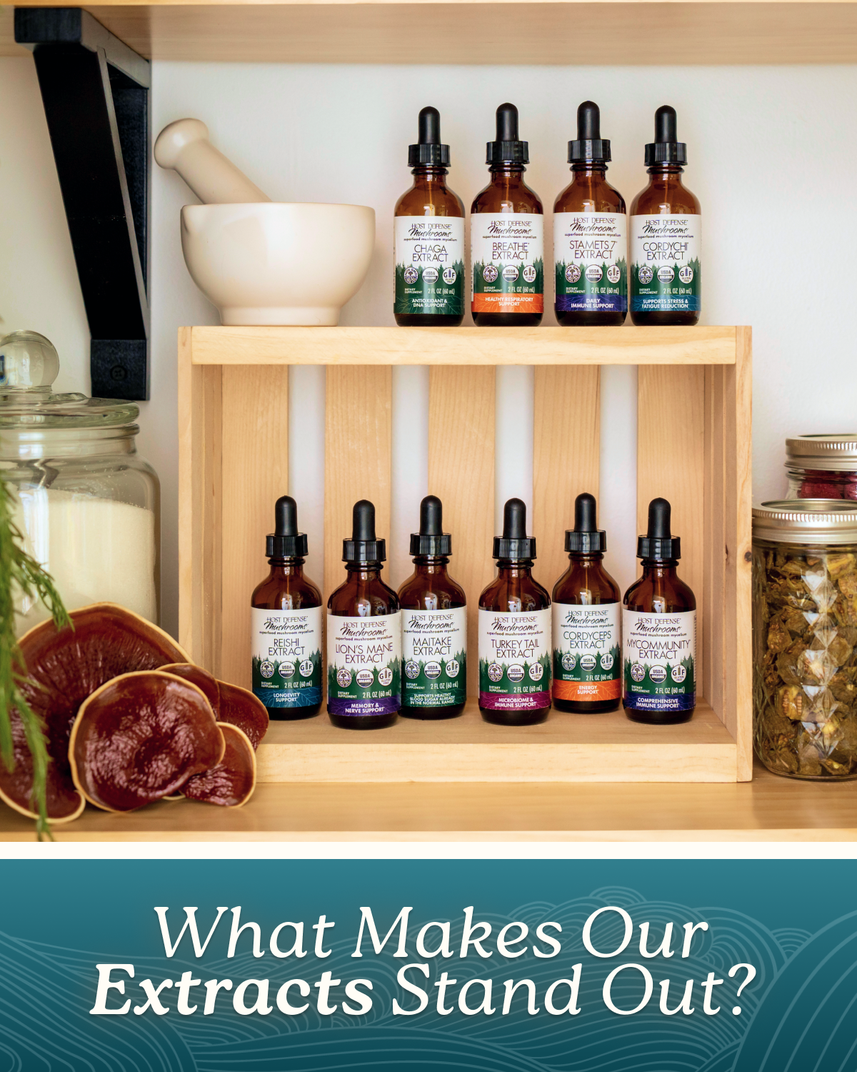 Fungi-Perfecti Extracts | What Makes Our Extracts Stand Out?